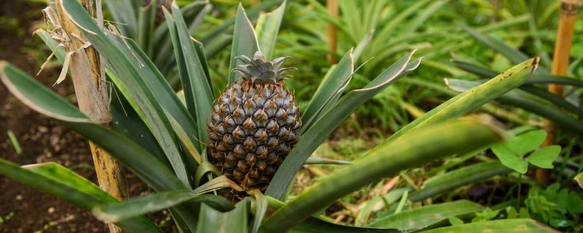 Lugar Plantação de Ananás dos Açores