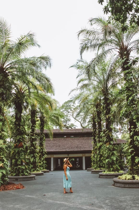 Place Singapore Botanic Gardens Learning Forest