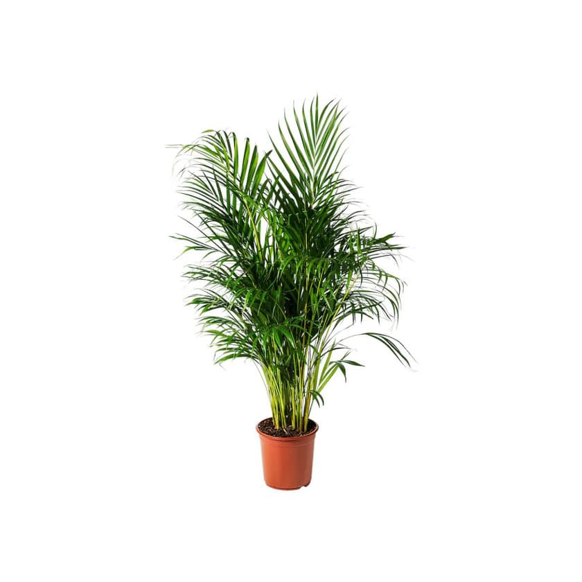 Producto DYPSIS LUTESCENS