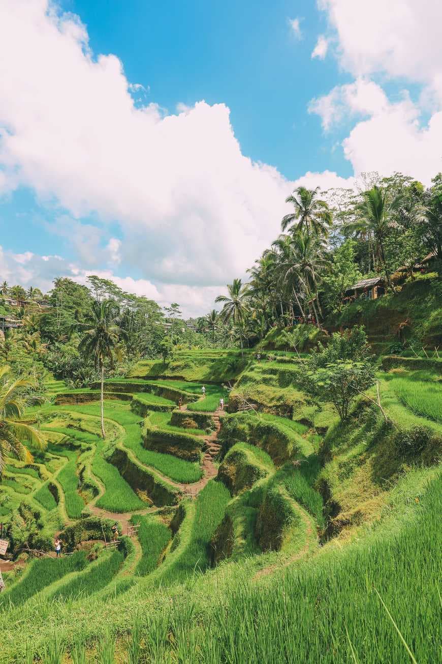 Lugar Tegallalang Rice Terrace