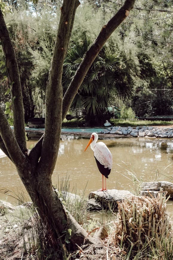 Moda Badoca Safari Park