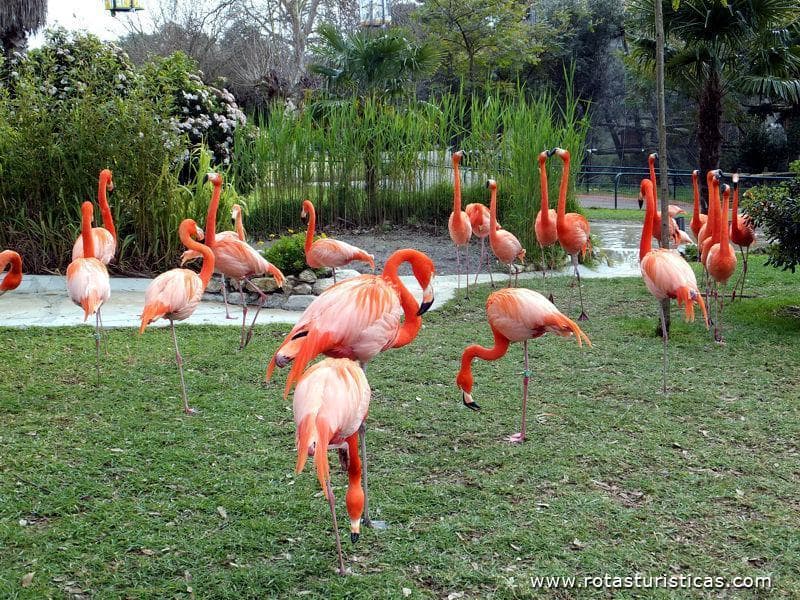 Lugar Jardim Zoológico de Lisboa