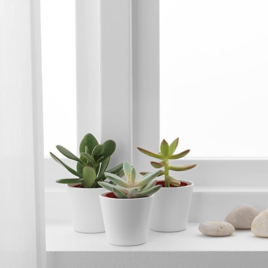 Product Plantas IKEA 