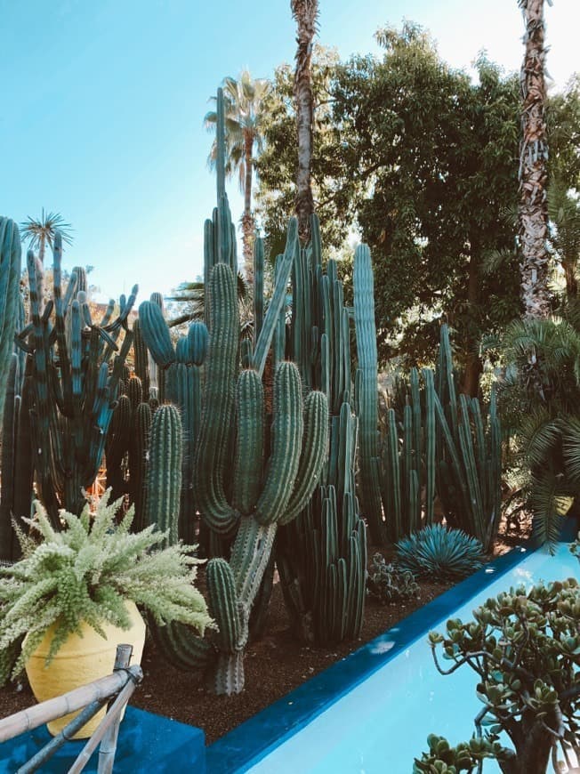 Lugar Jardín Majorelle