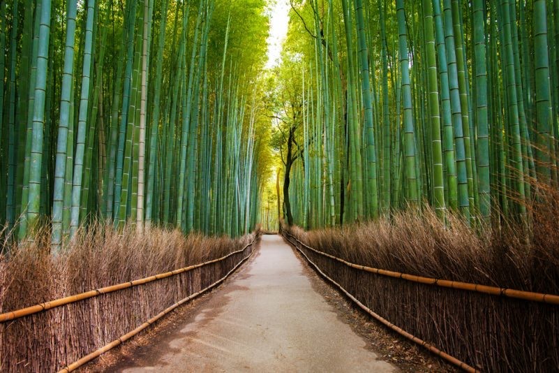 Place Arashiyama Bamboo Forest