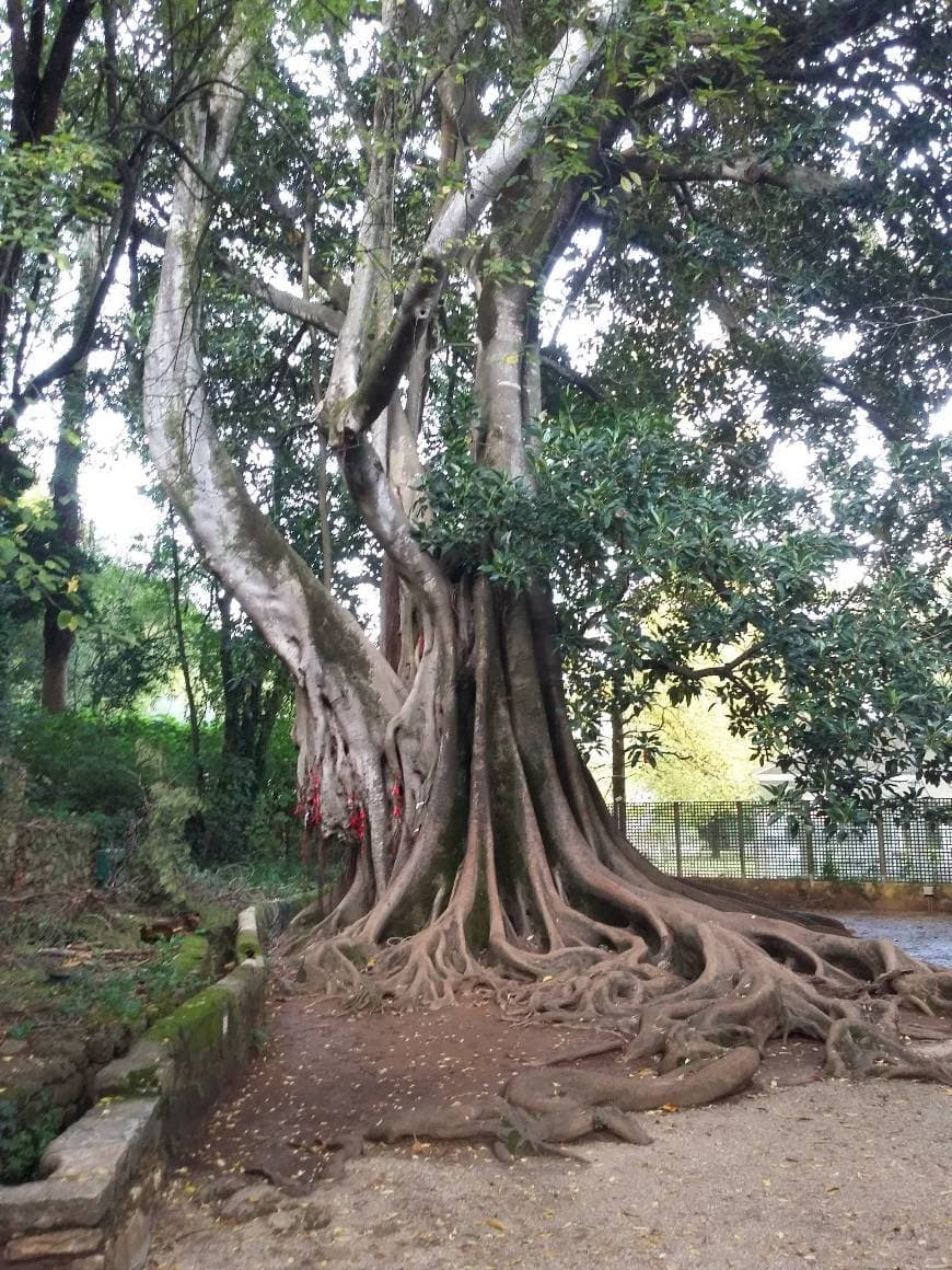 Place Jardins da Quinta das Lágrimas