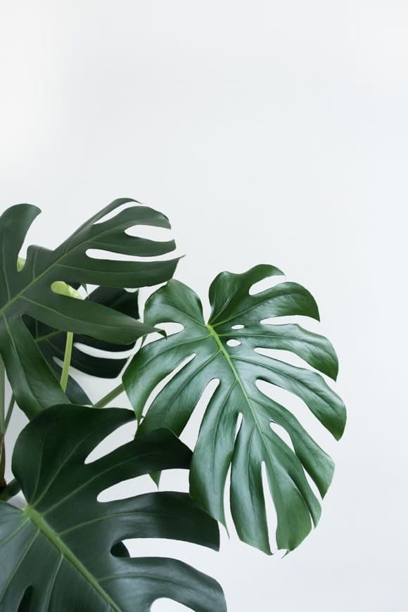 Product Monstera deliciosa