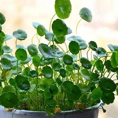 Home DeYL Semillas Plantas Semillas 50Pcs Dichondra Pistia Estanque de Jardín de Plantas