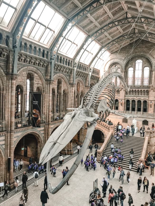 Place Natural History Museum