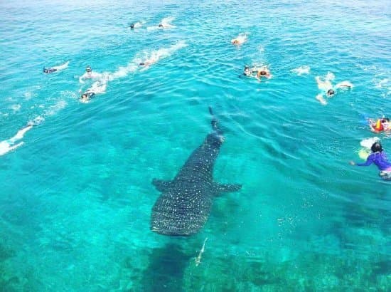 Place Shark View Point, Ukulhas