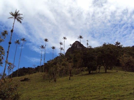 Restaurantes Valle Del Cocora