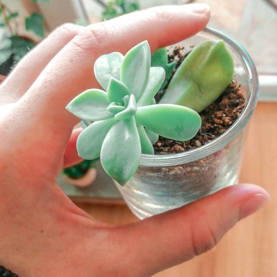 Producto Succulent