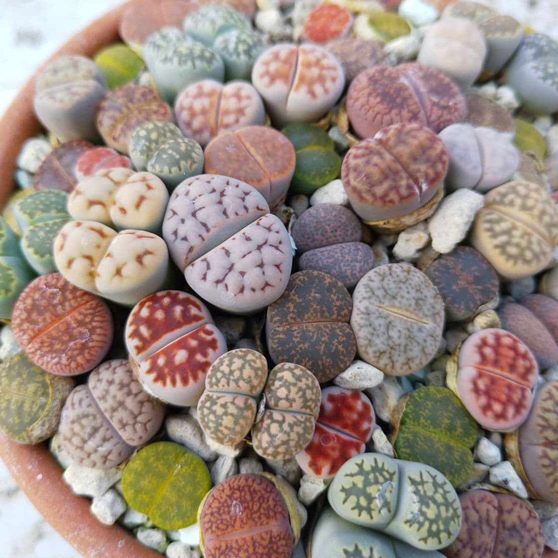 Producto Lithops 