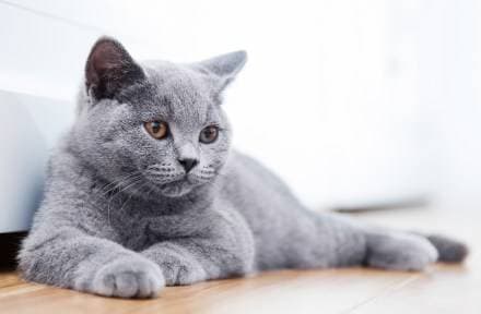 Moda British Shorthair 🇮🇹 