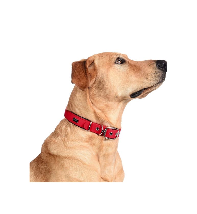 Producto COLLAR de PERRO PETTEC