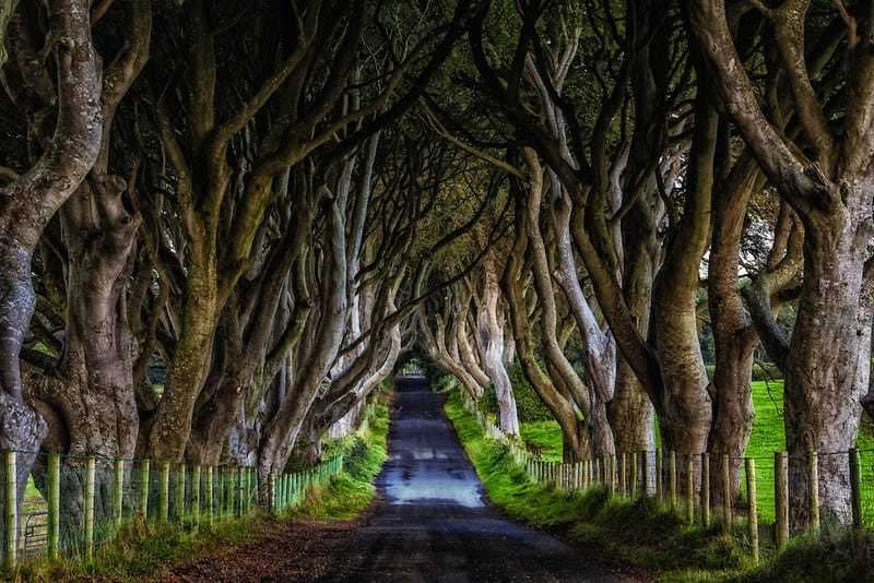 Lugar The Dark Hedges