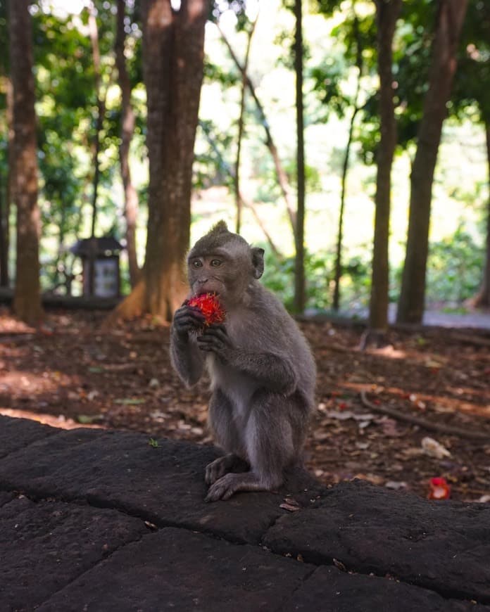 Place Sacred Monkey Forest Sanctuary