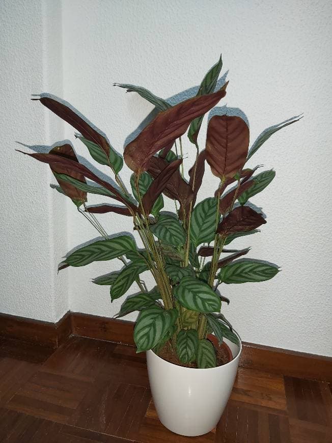 Product CALATHEA