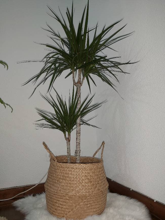 Product DRACAENA MARGINATA