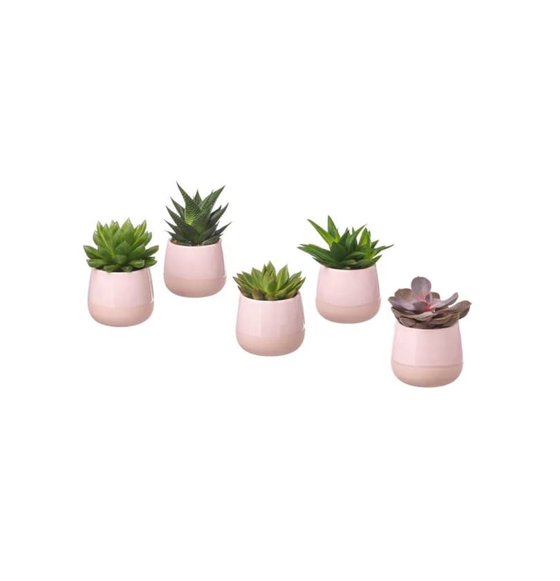 Product SUCCULENT