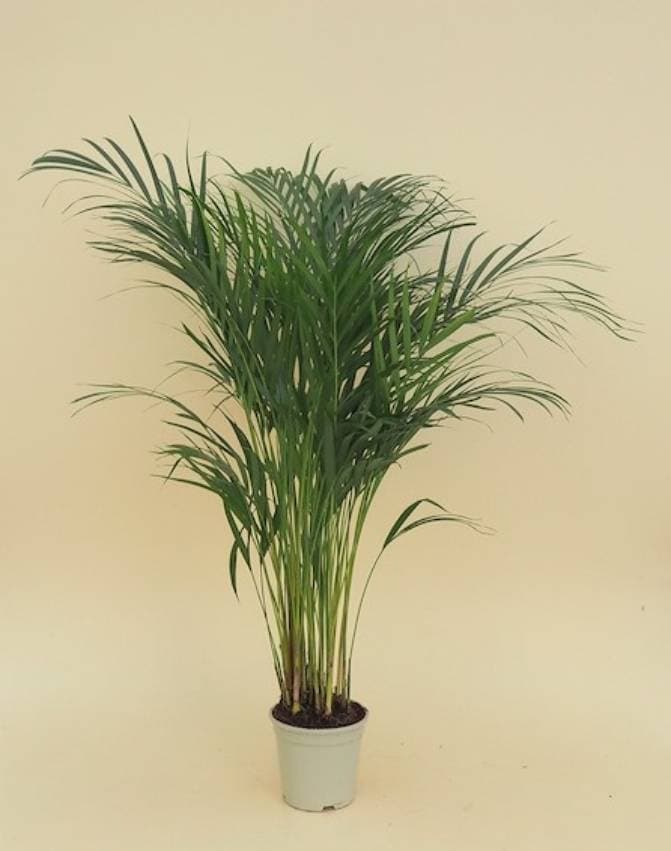 Product Planta Areca