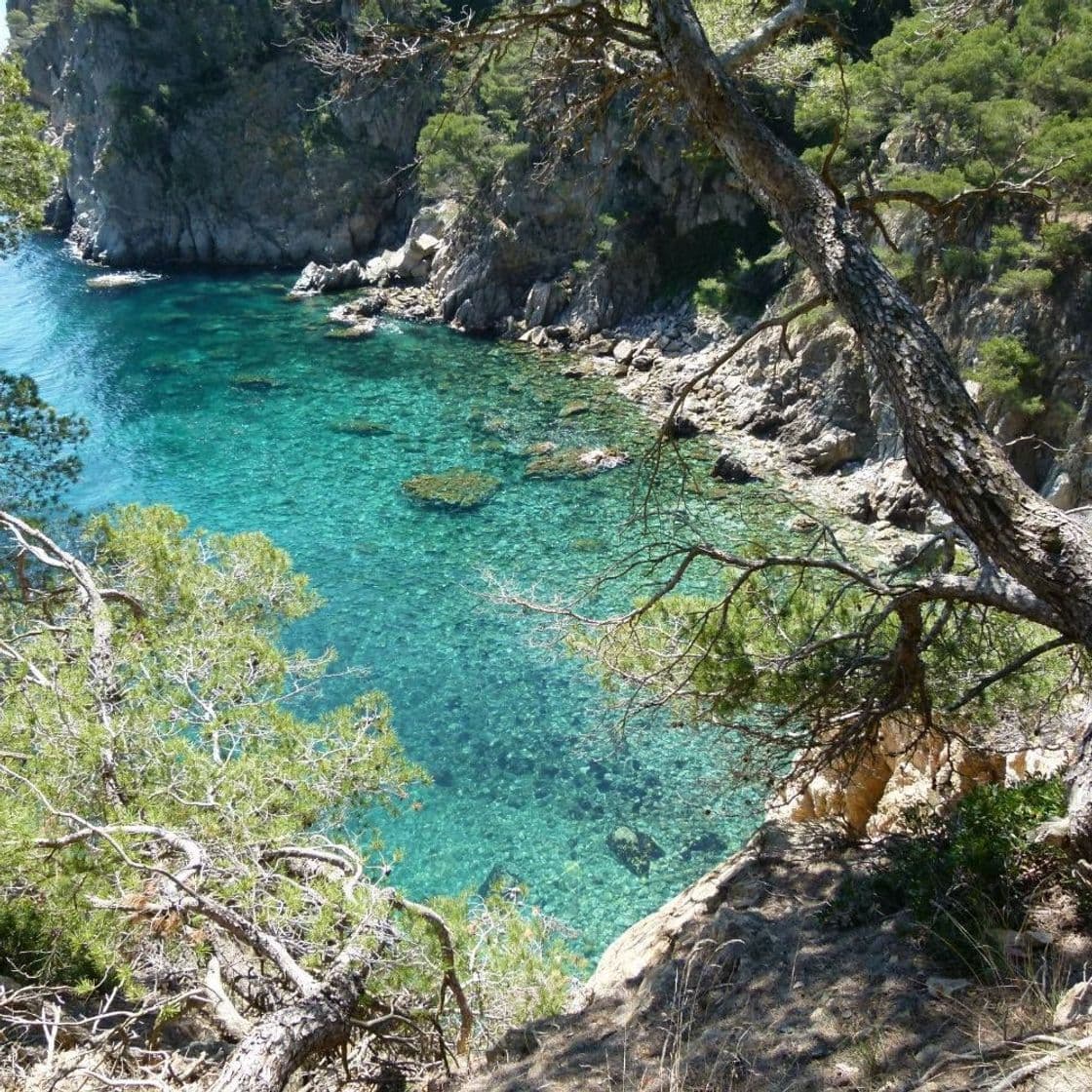 Lugar Cala Pedrosa