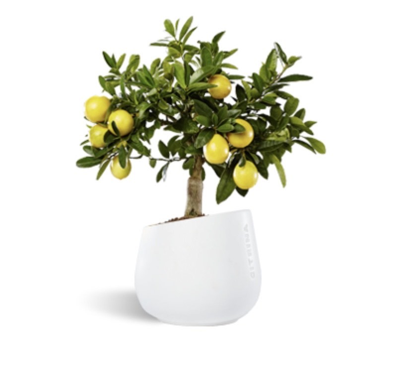 Fashion Planta Citrina Plants