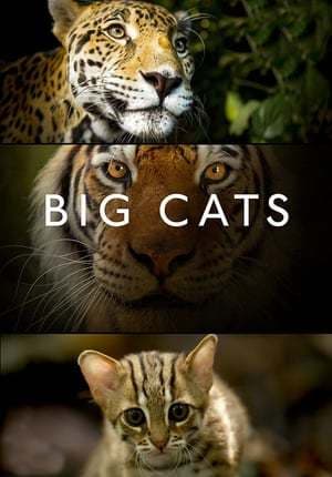 Serie Big Cats