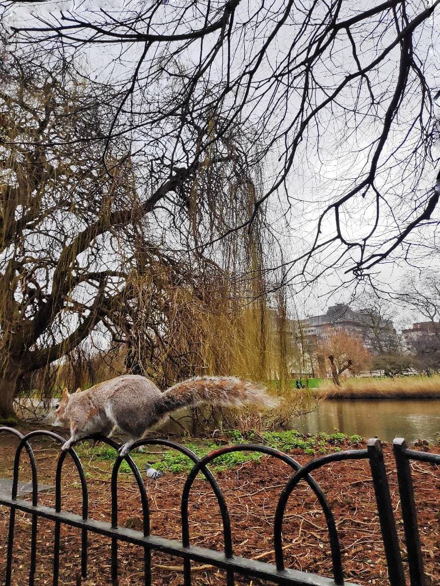 Lugar St. James's Park