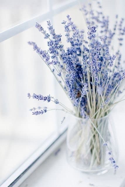 Product Lavender Plant 