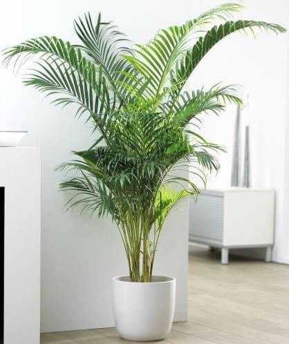 Product Palmeira de Cana Areca 