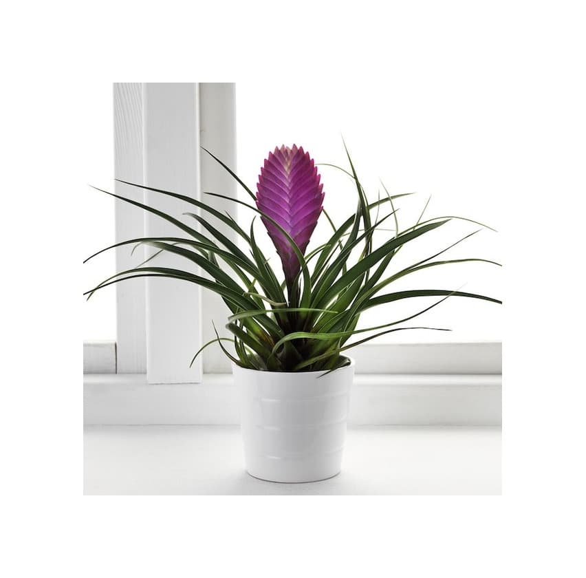 Product Planta Tillandsia 