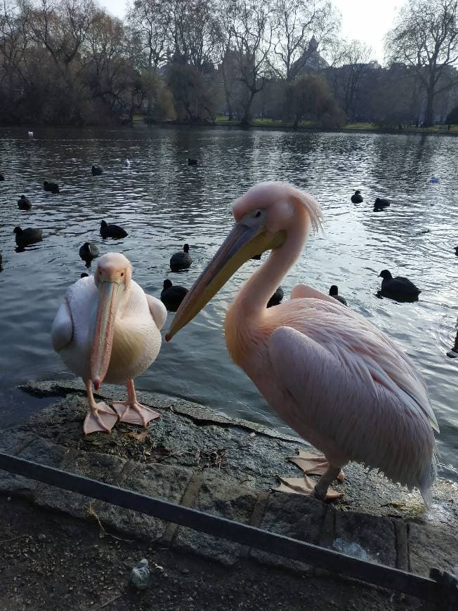 Lugar St. James's Park