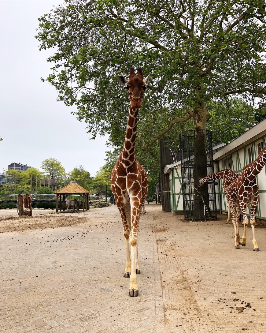 Place Grădina Zoologică Artis