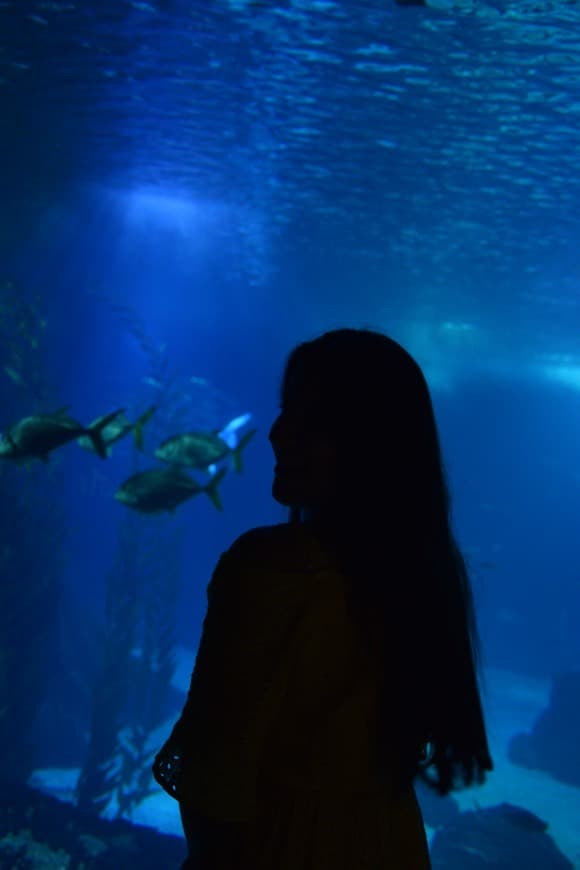 Lugar Oceanario de Lisboa