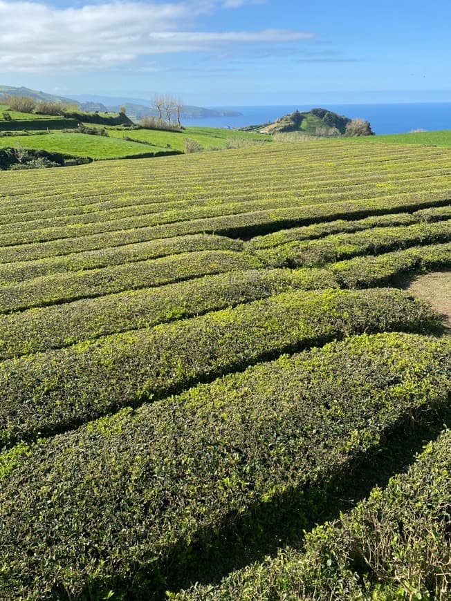 Lugar Chá Gorreana