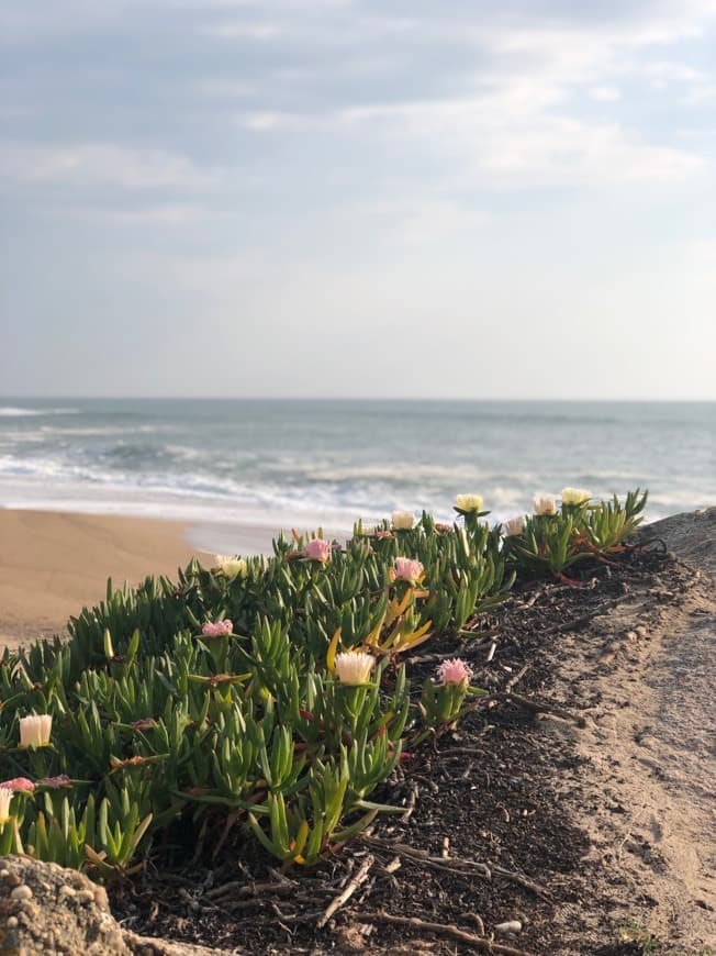 Lugar Praia da Madalena