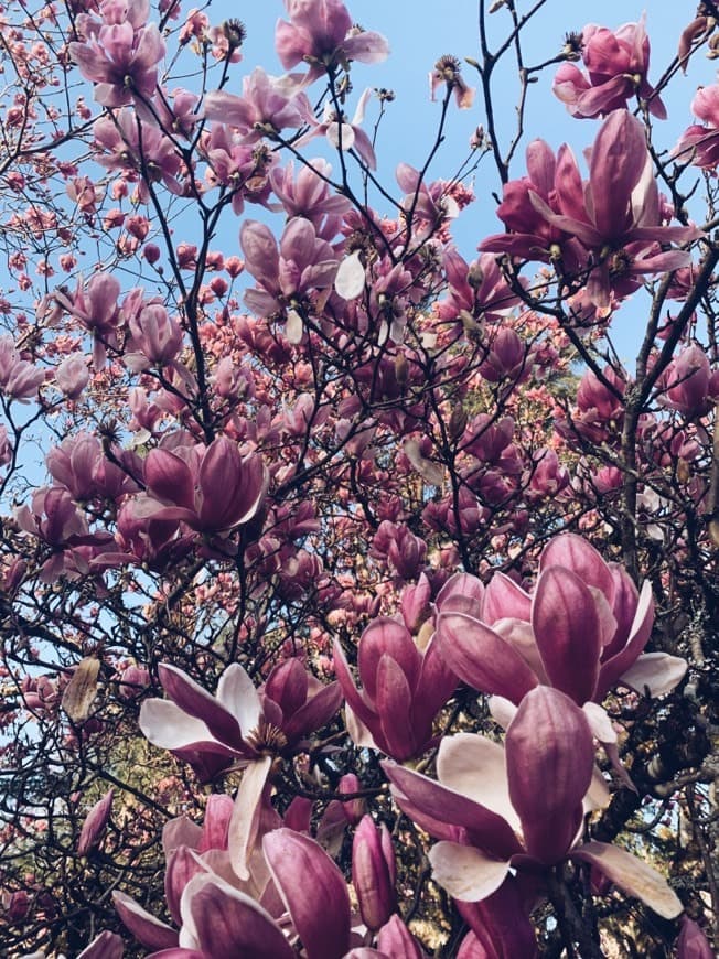 Lugar JARDIM BOTÂNICO