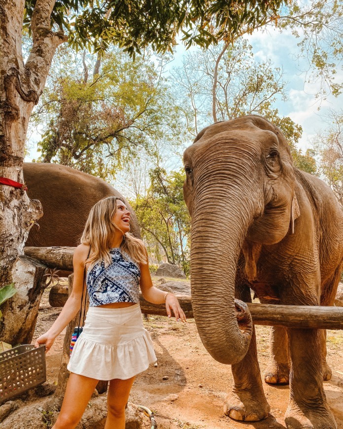 Lugar Elephant Nature Park