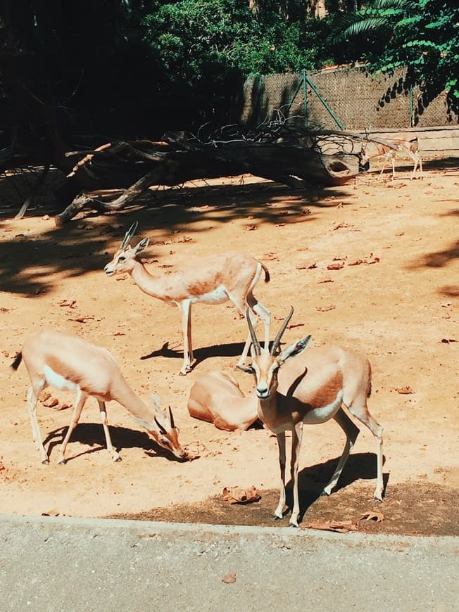 Lugar Zoo Barcelona