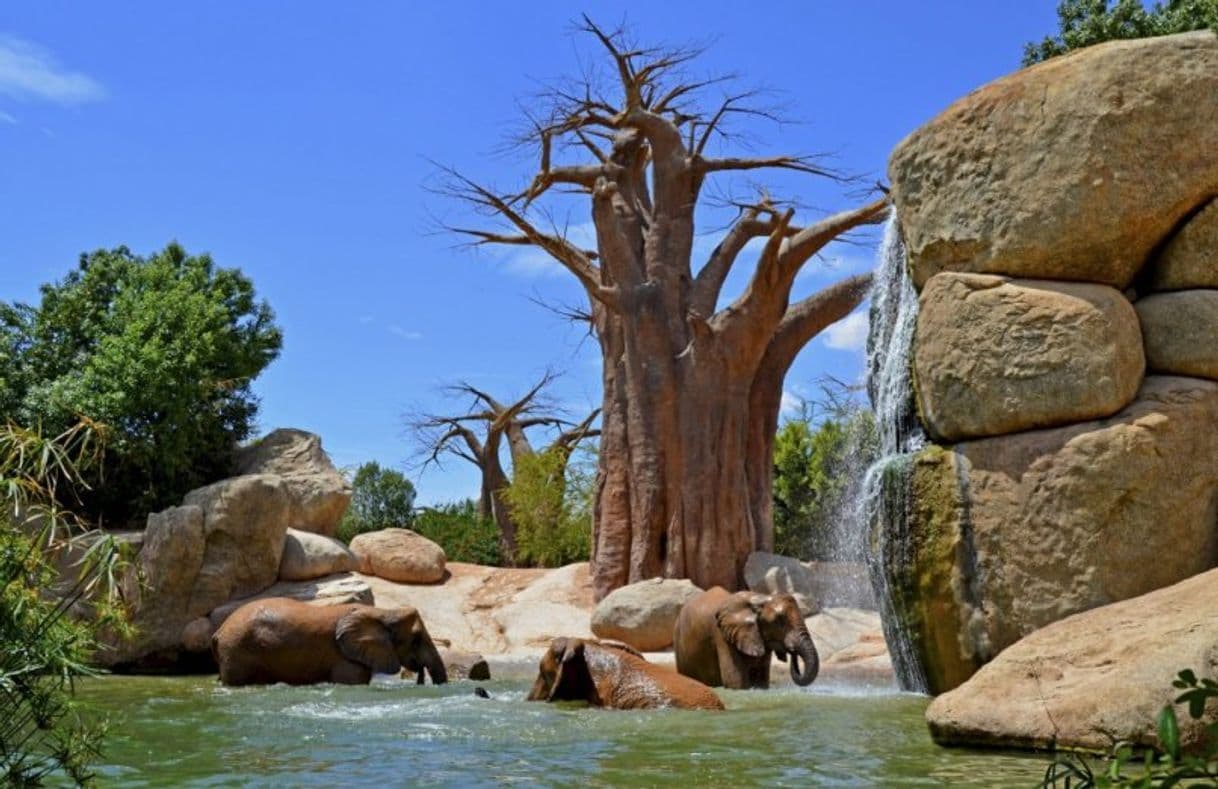 Lugar Bioparc Valencia