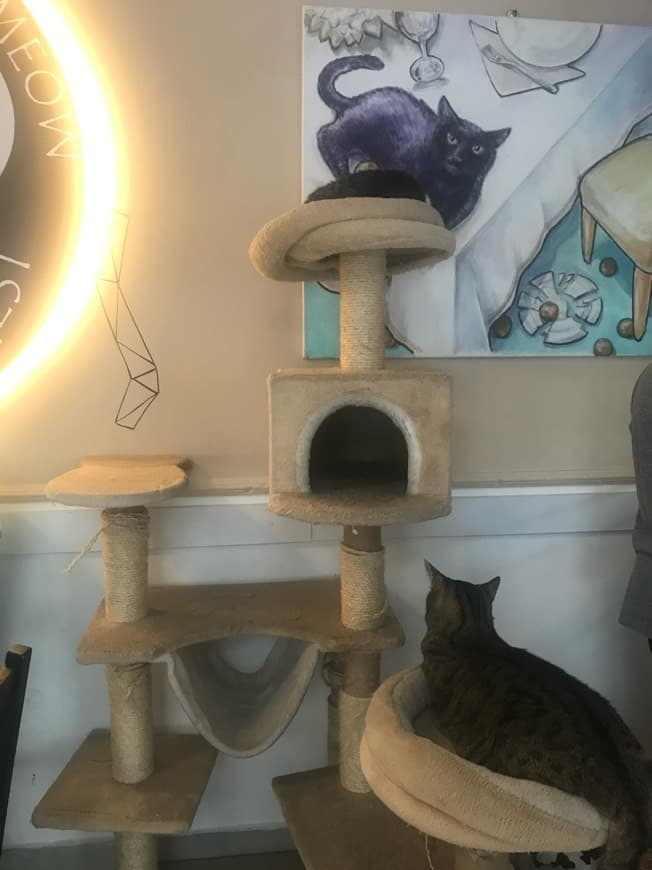 Lugar Cat Café