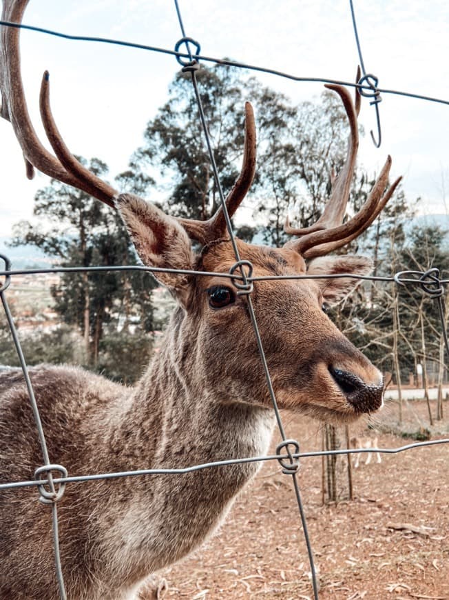 Lugar Parque Biológico da Serra da Lousã