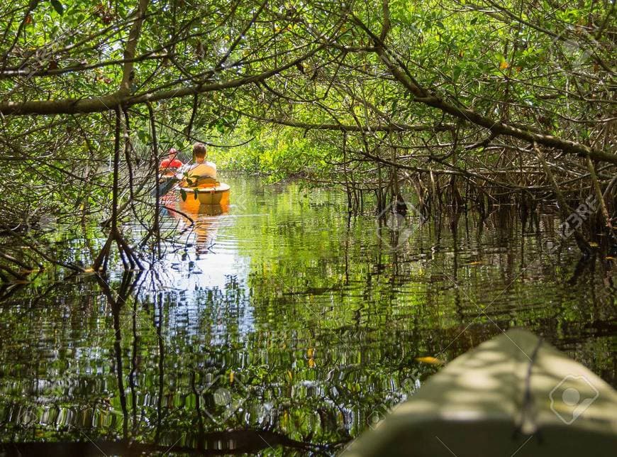 Place Everglades