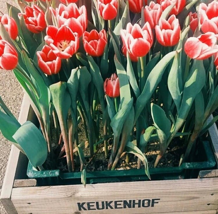 Place Keukenhof HOLLAND