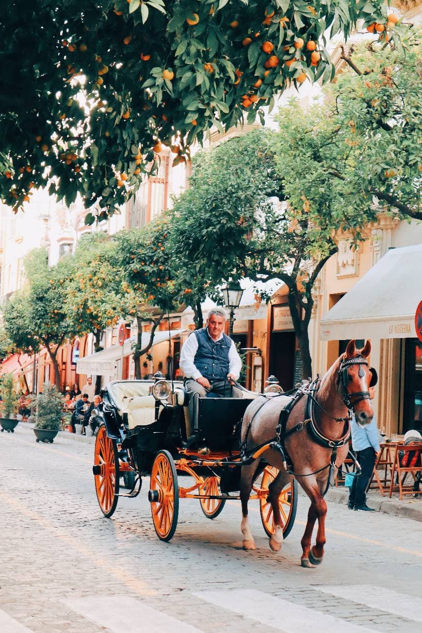 Place Barrio de Santa Cruz