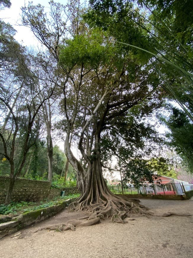 Lugar Jardins da Quinta das Lágrimas