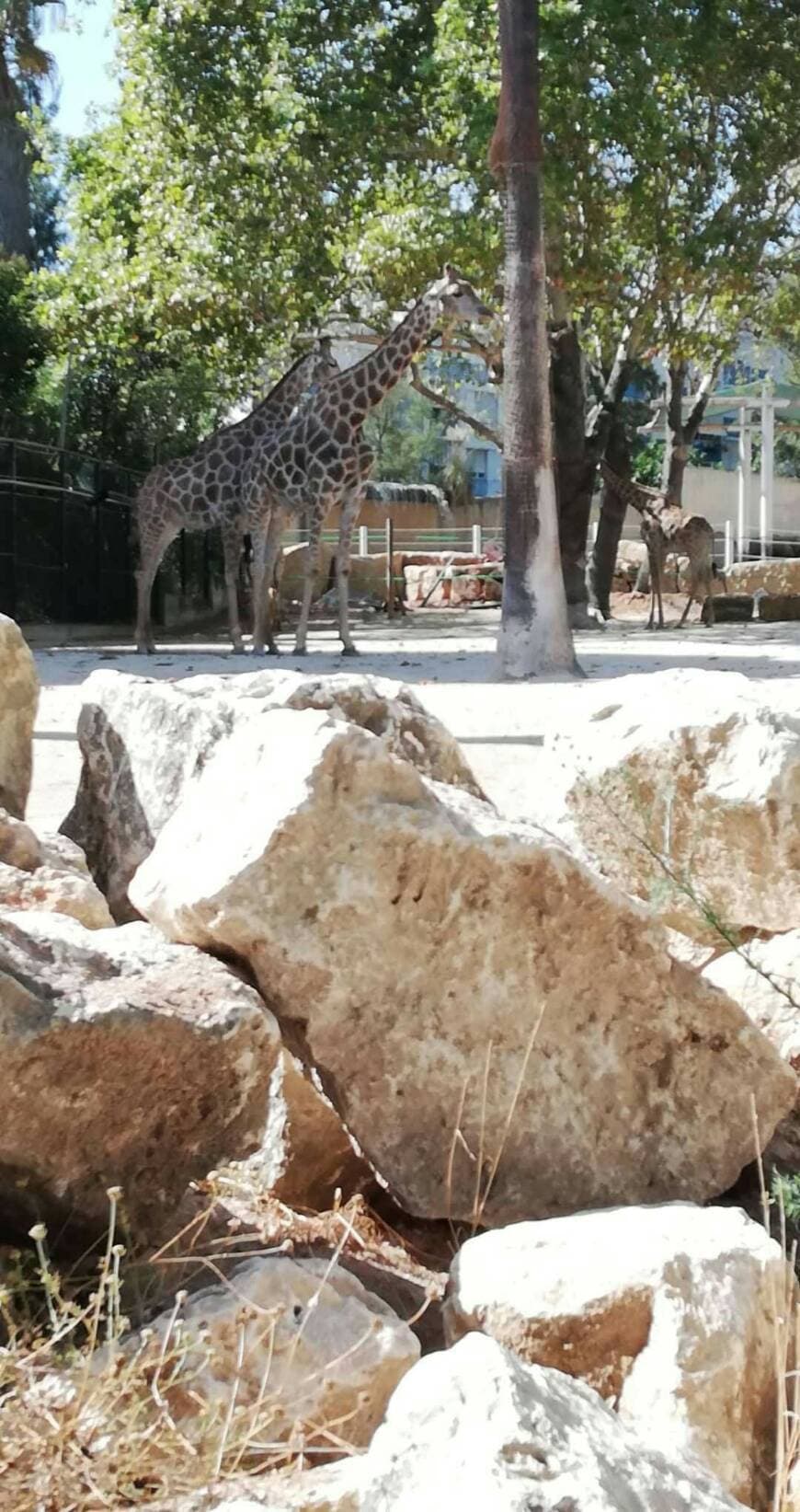 Lugar Jardim Zoológico