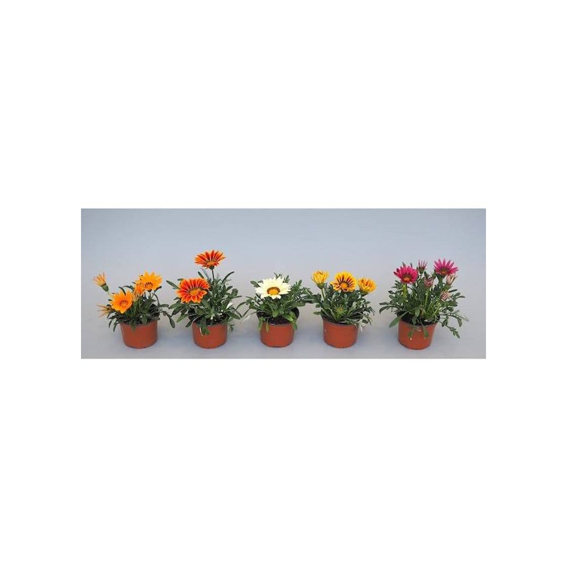 Producto Gazania

