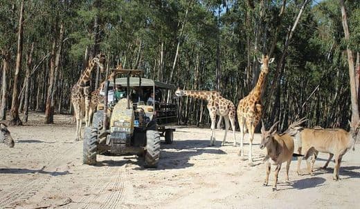 Lugar Badoca Safari Park